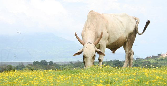vaches-agriculture-2012