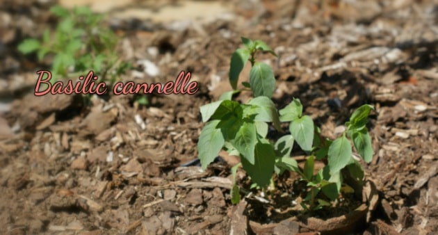 Plantes aromatiques basilic cannelle-Feuille de choux
