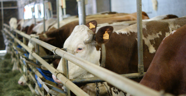 Vache Montbéliarde de Franche Comté - Feuille de choux