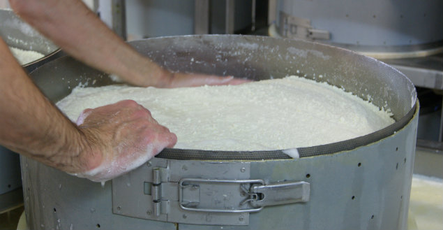 Fabrication du Comté - Feuille de choux