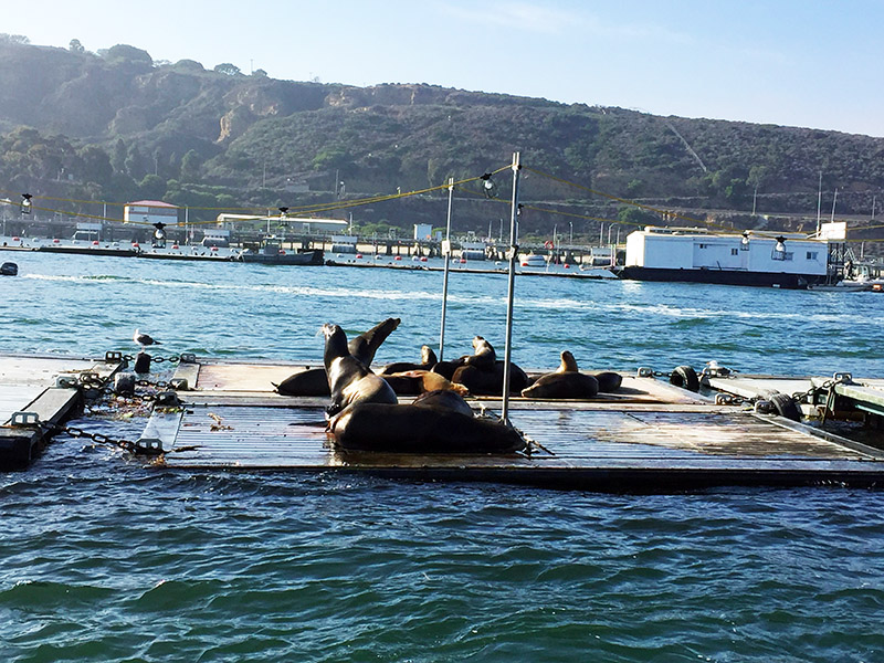 seal tour à San Diego en 3 jours en famille - Feuille de choux